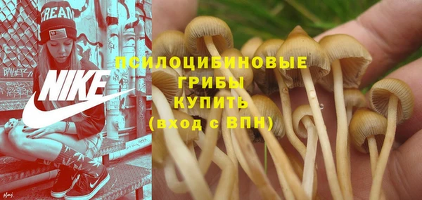 ПСИЛОЦИБИНОВЫЕ ГРИБЫ Арсеньев